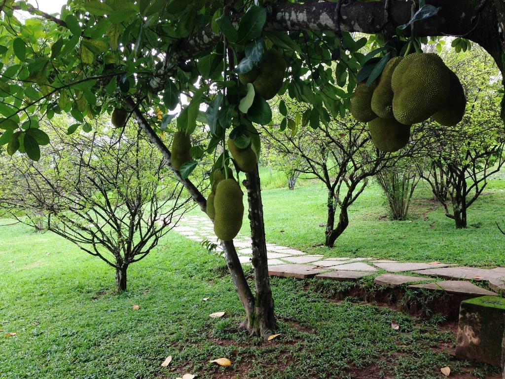 Águas Vivas Hotel Fazenda Pirenópolis Exterior foto